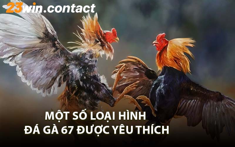 Một Số Loại Hình Đá Gà 67 Được Yêu Thích