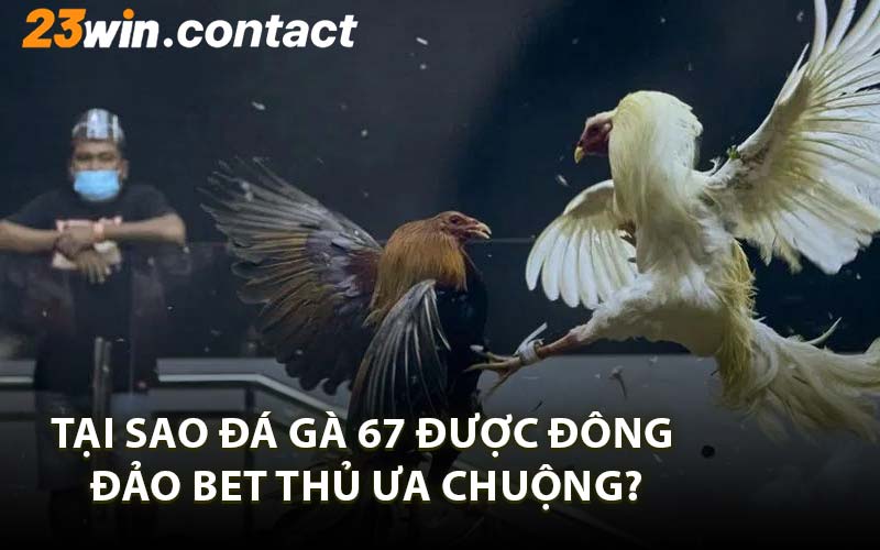 Tại Sao Đá Gà 67 Được Đông Đảo Bet Thủ Ưa Chuộng?