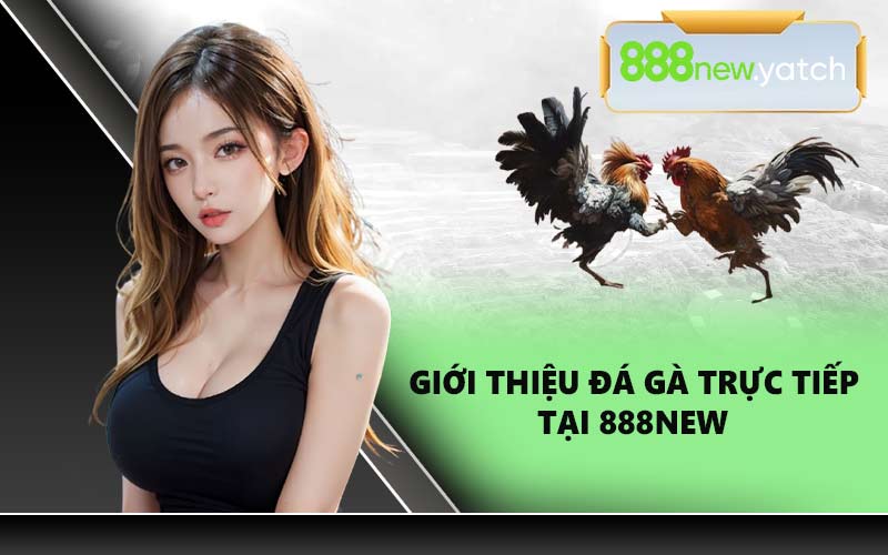 Giới thiệu đá gà trực tiếp tại 888NEW
