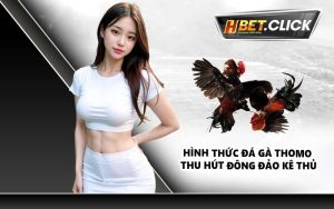 Hình thức đá gà Thomo thu hút đông đảo kê thủ