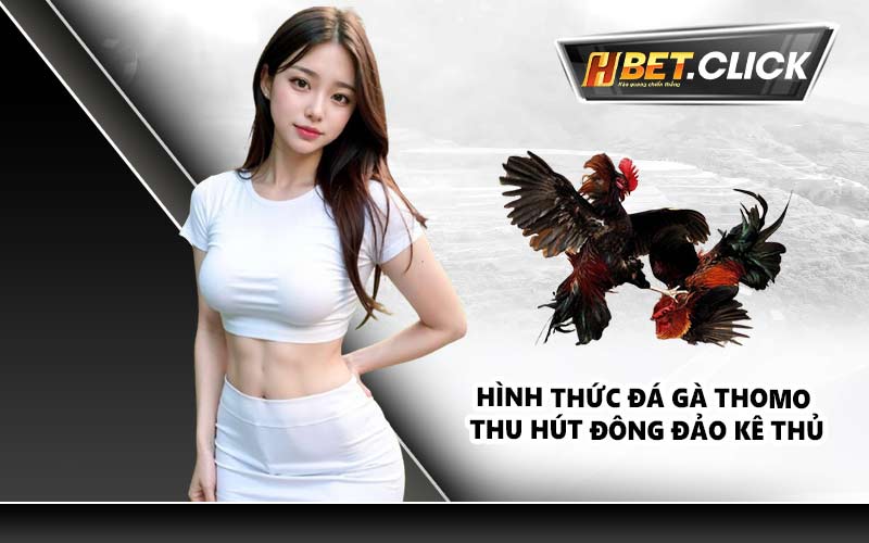 Hình thức đá gà Thomo thu hút đông đảo kê thủ