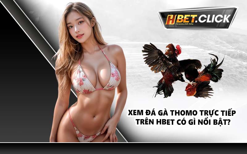 Xem đá gà Thomo trực tiếp trên hbet có gì nổi bật?